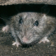 Rats in Midlothian