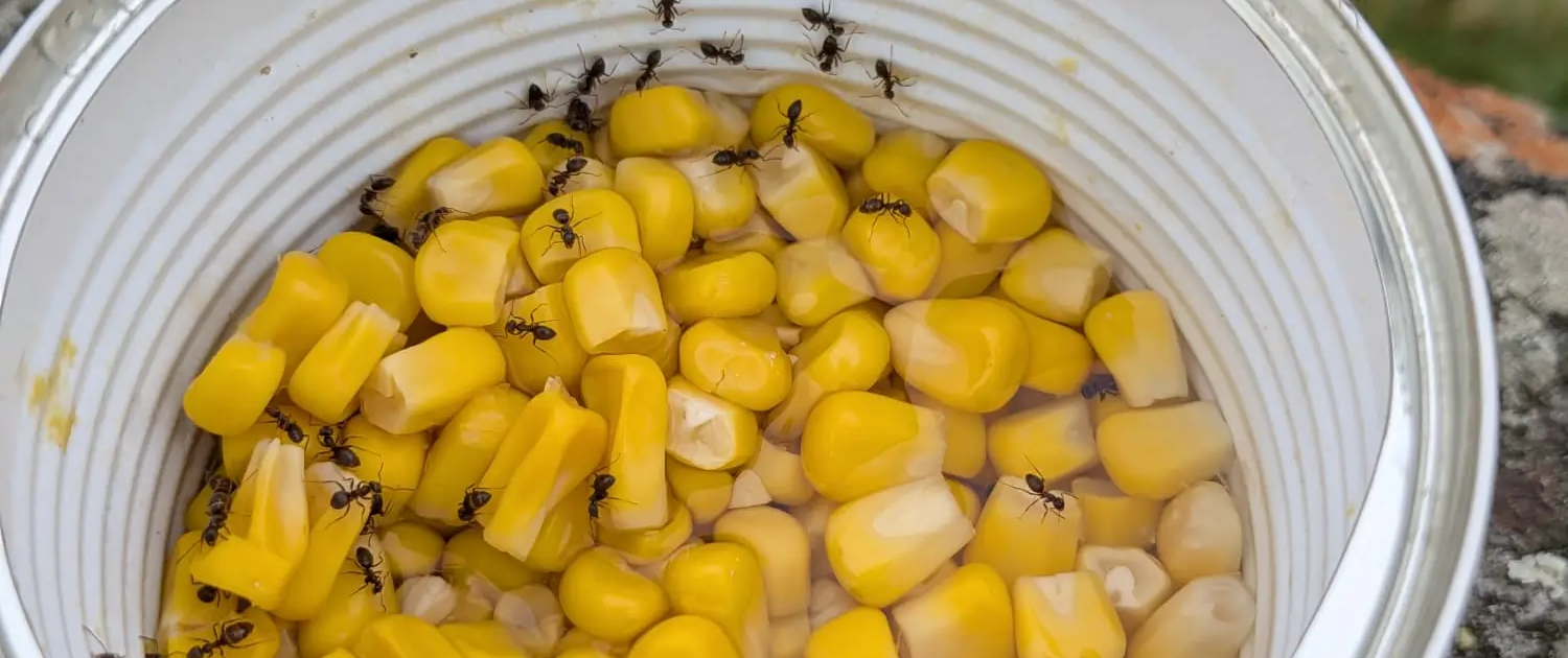 picture showing ants in a bowl of sweetcorn in edinburgh