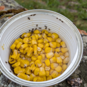 picture showing ants in a bowl of sweetcorn in edinburgh
