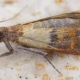 moth-control
