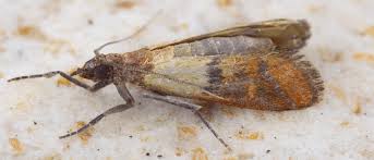 moth-control