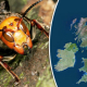 Wasp nest removal Edinburgh