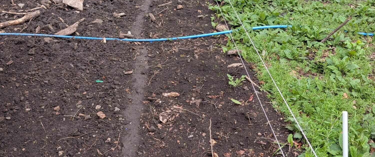 picture showing a rat run taken by anglo pest control