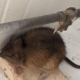 A rat behind a cavity wall in an Edinburgh factory