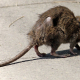 mingy looking rat carrying diseases