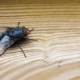 common black fly