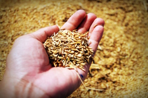 a hand holding grain - offering pest fumigation services in Scotland