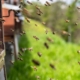 honey bees going to a bee hive
