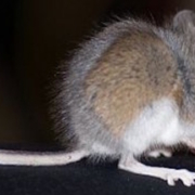 a small house mouse