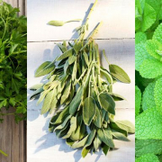 pest control herbs