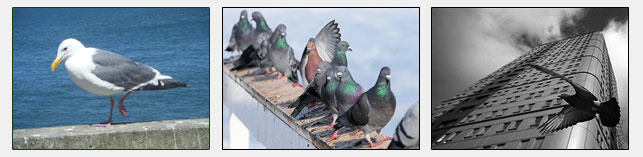 pest bird banner - seagulls, pigeons