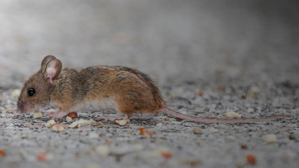 mice in edinburgh guide
