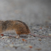 mice in edinburgh guide