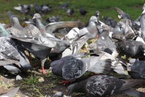 Edinburgh pigeons