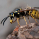 Wasp nest removal Edinburgh
