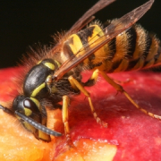 Common Wasp