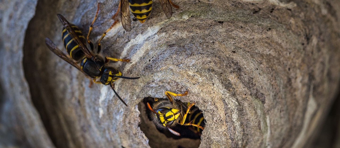 close up view of a wasp nest with wasps
