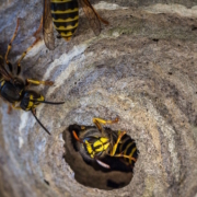 close up view of a wasp nest with wasps